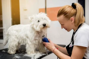 Peluquería Canina