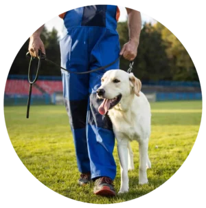 Programa de Entrenamiento Integral